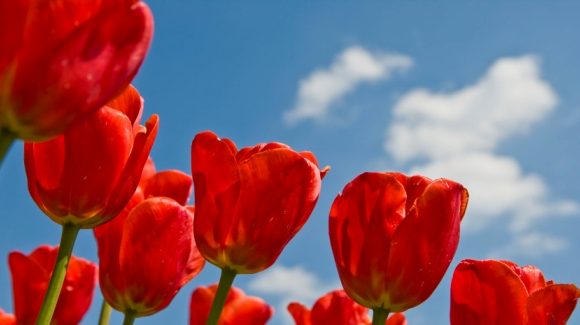 tulpenland