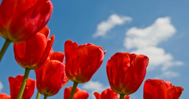tulpenland