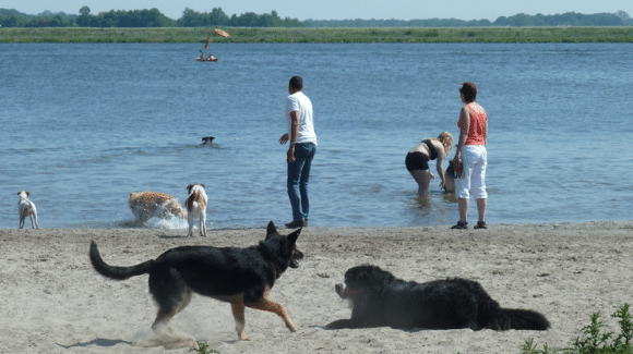 hondenstrand