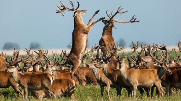 ACM2013 Oostvaardersplassen De Nieuwe Wildernis Ignas van Schaick rechtenvrij 10