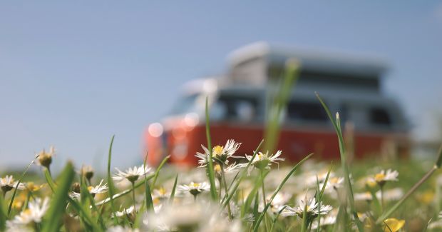 VW Camperbusje op gras margrieten
