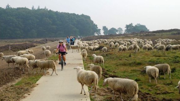 2014 07 06 Otterlo Ede 15