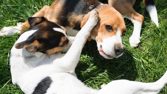 HDOV knuffelende honden