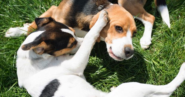 HDOV knuffelende honden