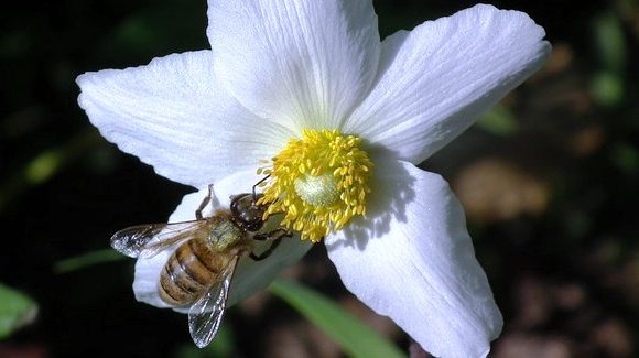 bee 193957 640