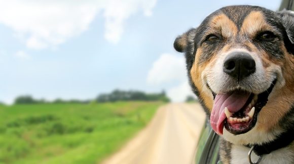 Kamperen met hond