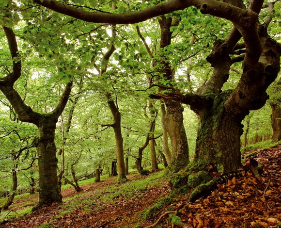 eiken bomen Kellerwald-Edersee