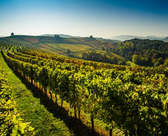 testtour wijnen piemonte 1