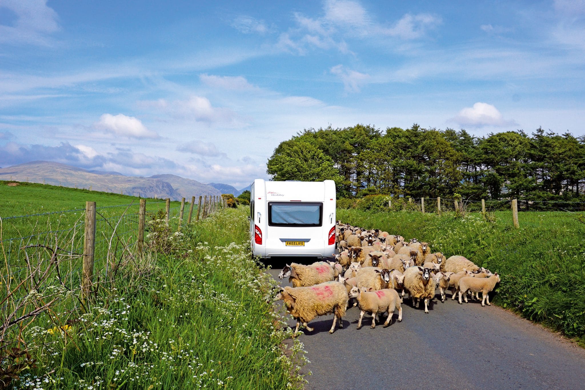 Noord-Engeland_schapen
