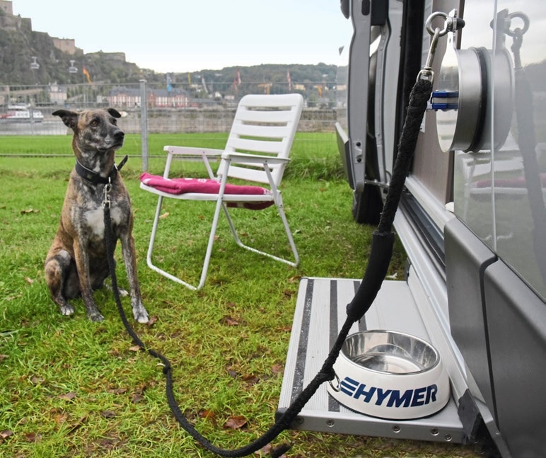 hond camper buiten