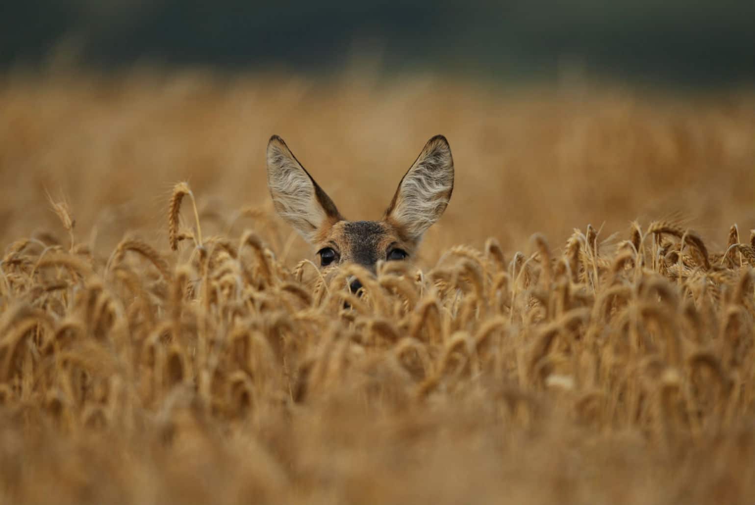 ACSI & Natuur; wildspotten in Europa