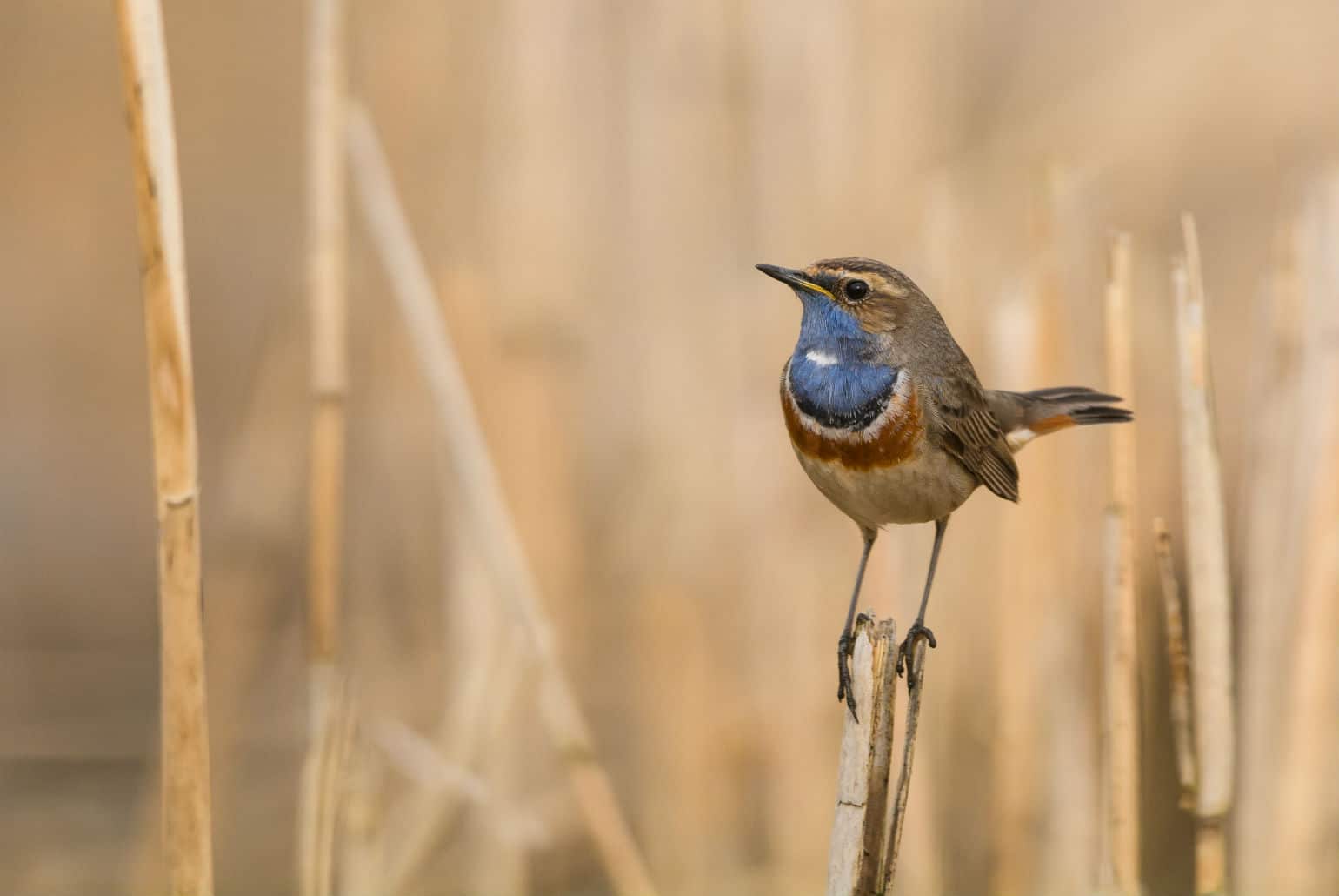 Blauwborst