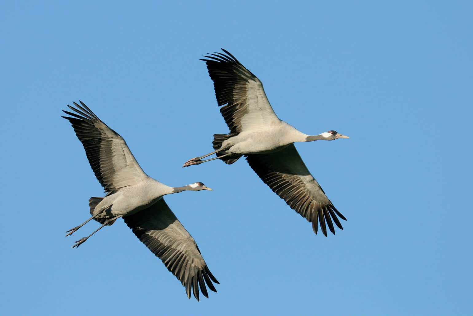 Kraanvogels in Duitsland