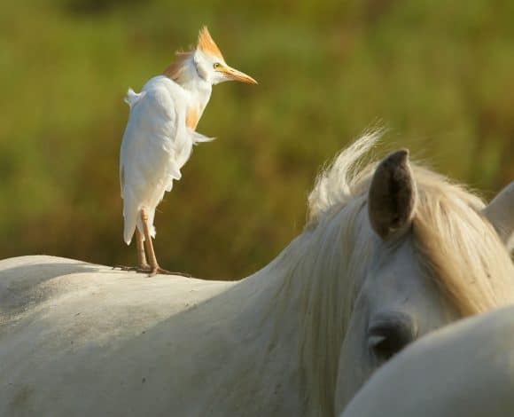 Camargue
