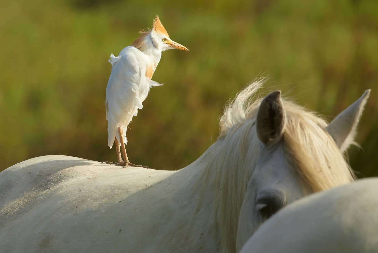 Camargue