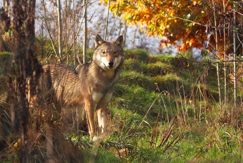 Wolf Foto ARK Natuurontwikkeling
