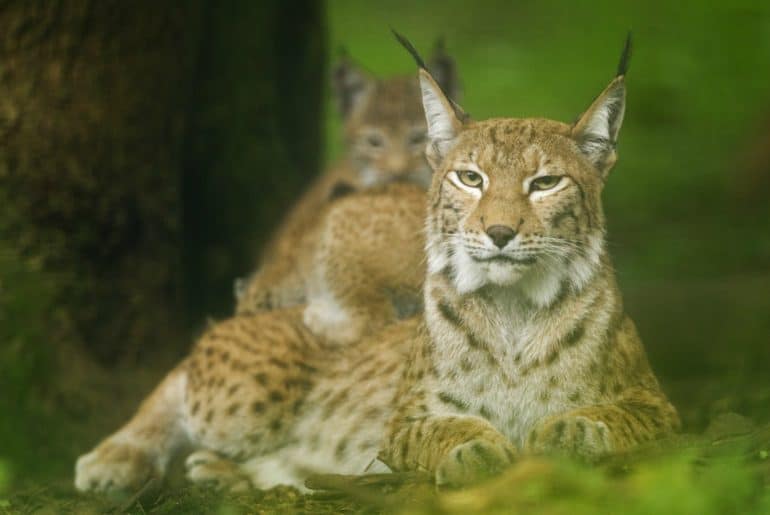 De lynx