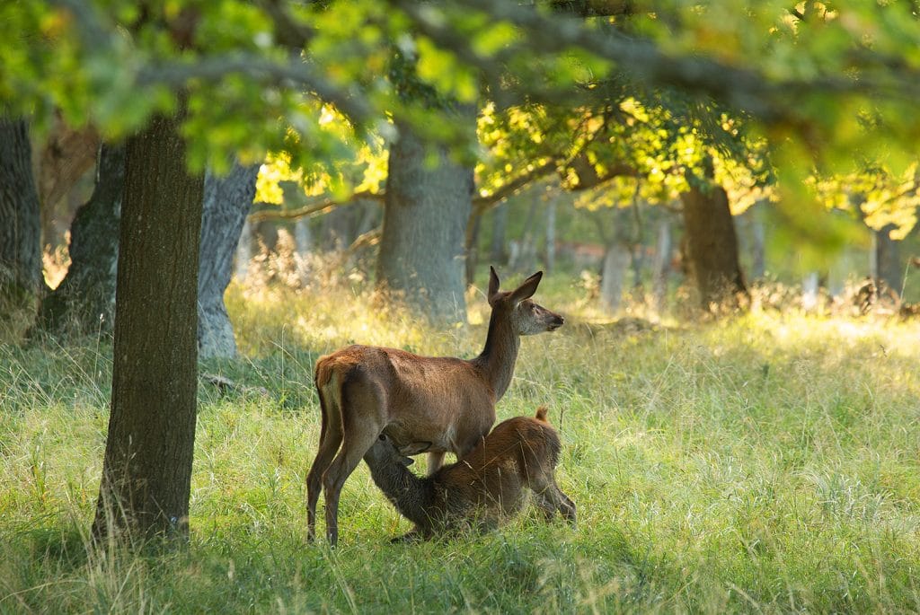 herten op de veluwe