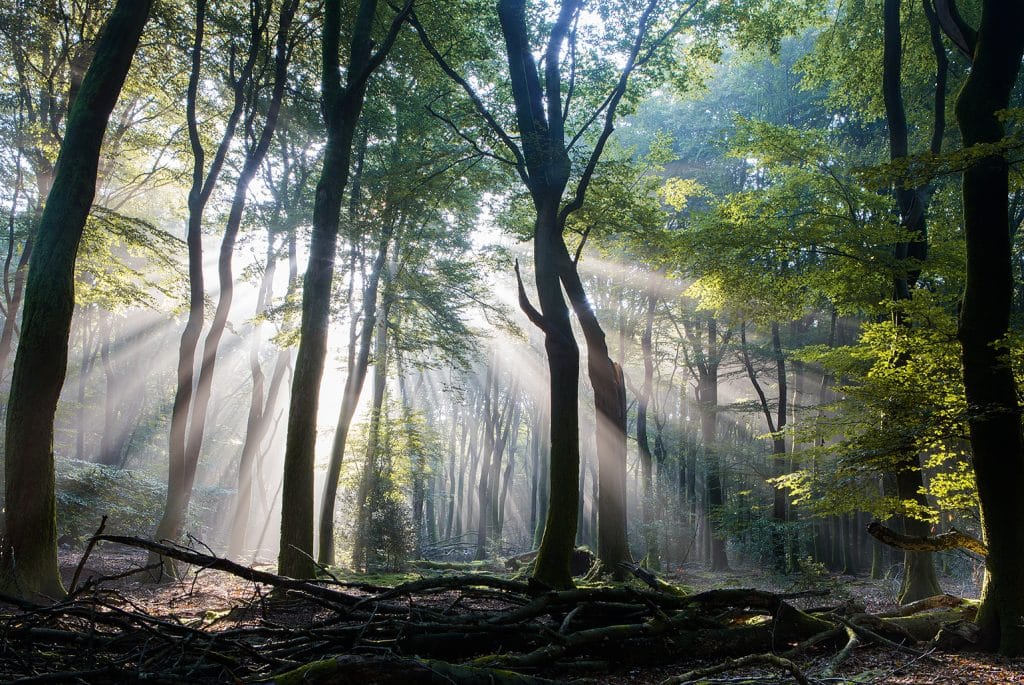 speulder en sprielderbos