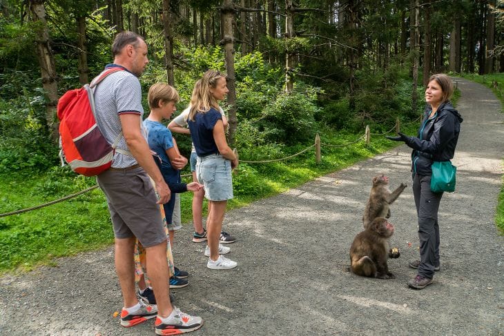 Gezinskampeerders bezoeken Affenberg