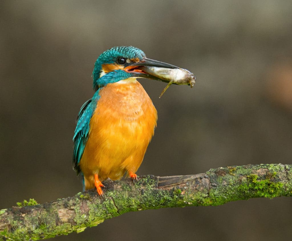 IJsvogel_Biesbosch