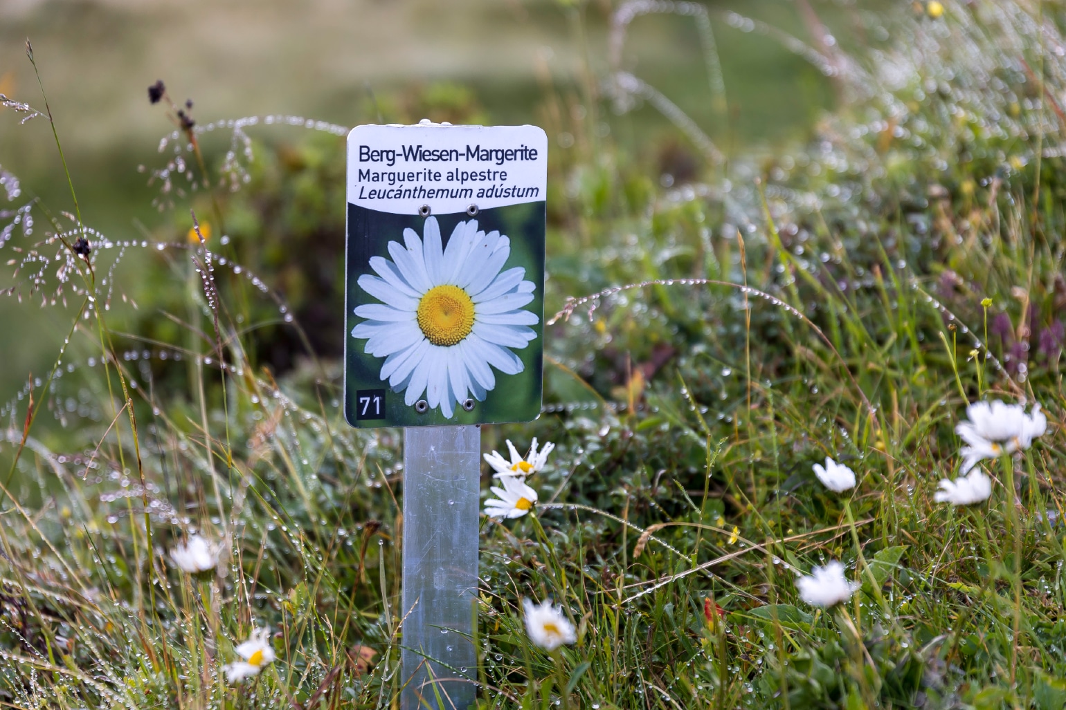 Actievelingen bloemenroute 2