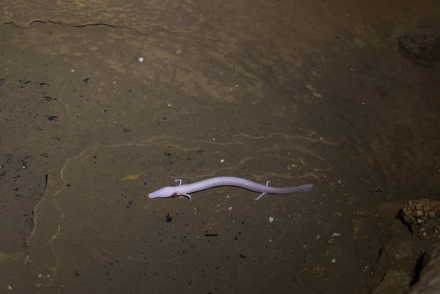 Afdalen Naar Ondergronds Istri In De Grot Van Baredine Afdalen Naar Ondergronds Istri In De Grot Van Baredine