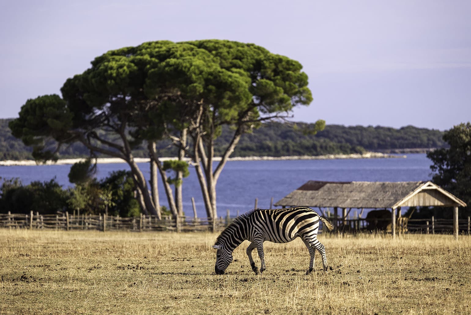 TestTour_Kroatië_Brijuni_safaripark