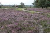 Nederland in 4 seizoenen_Kampina_wandelen