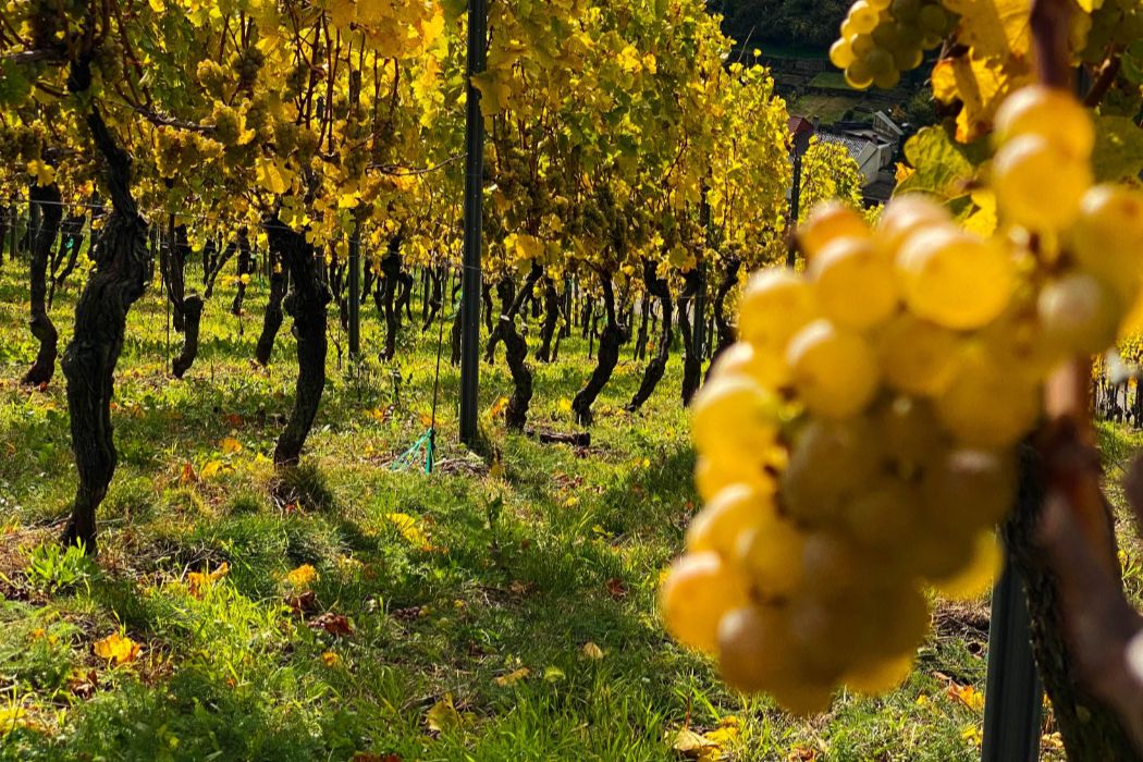 shutterstock_2517258645