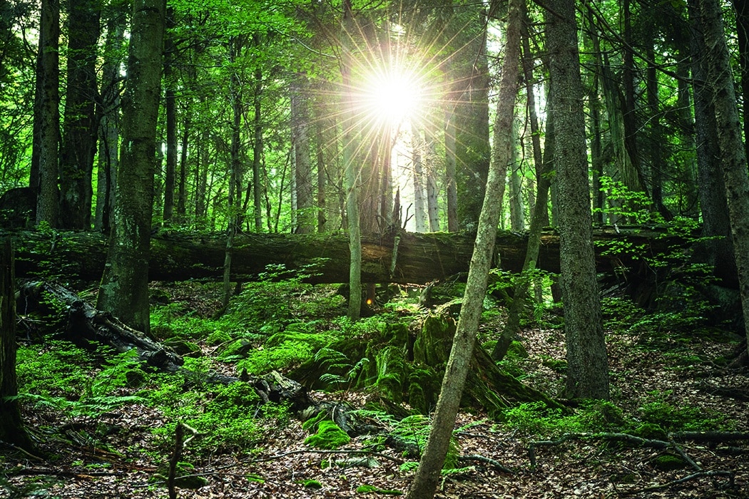 Nationaalpark Beierse Woud