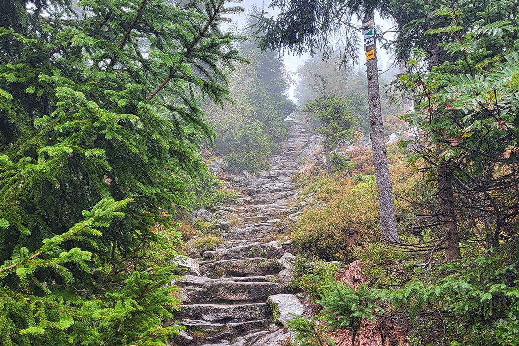 Nationaalpark Beierse Woud