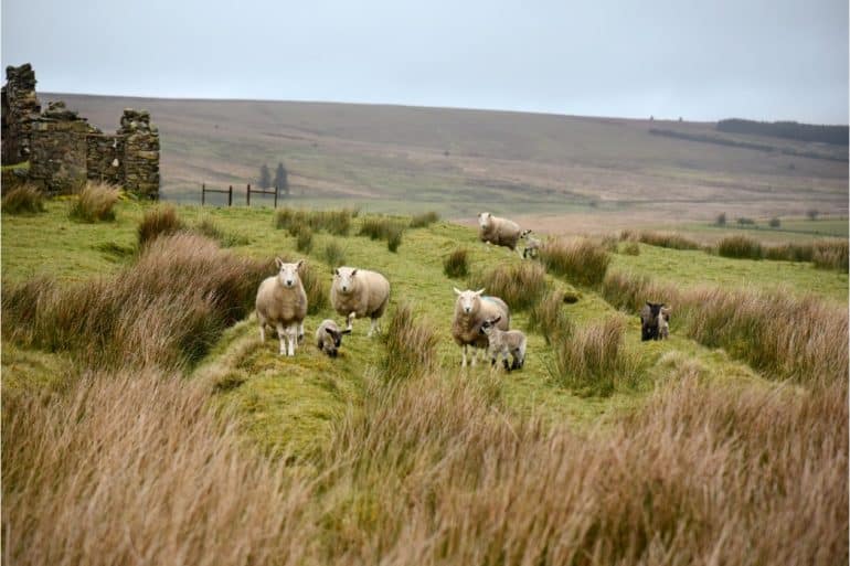 Kamperen Noord-Ierland_f_70_Nordirland_m_SPERRINS_6039_COPYRIGHT_BY_CARSTEN_HEINKE