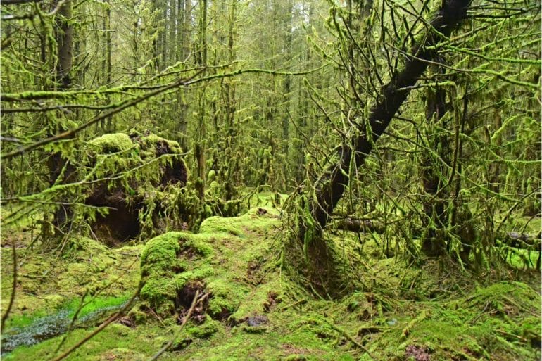 Kamperen Noord-Ierland_f_87_Nordirland_m_SPERRINS_Dunkelwald_im_OM_Dark_Sky_Park_and_Oberservatory_6248_COPYRIGHT_BY_CARSTEN_HEINKE