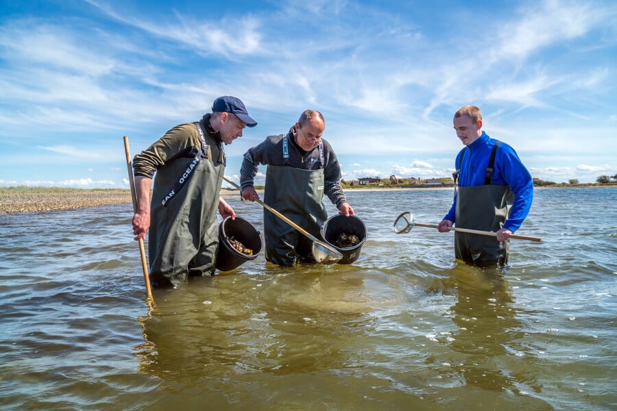 met de waadpakken aan op jacht naar oesters